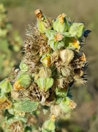 Close-up of wilted plant