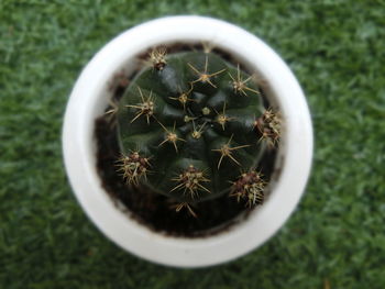 High angle view of succulent plant