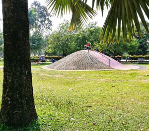 Palm trees on grass