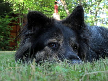 Close-up of dog on grassy field