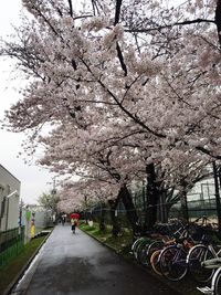 Cherry tree by road against sky