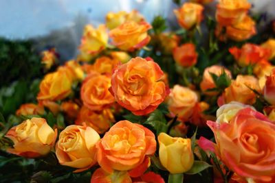 Close-up of roses blooming outdoors