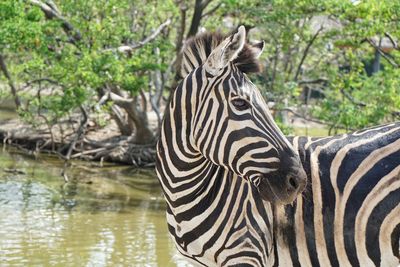 Zebras in a lake