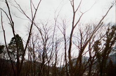 Close-up of bare trees in forest