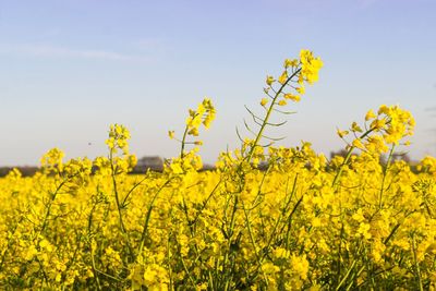 Scenic view of oilseed rape field against sky