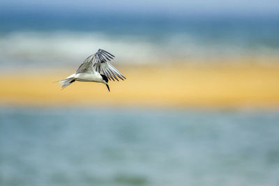 Bird flying over the sea