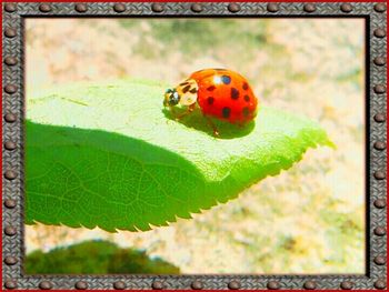 Close-up of ladybug on leaf