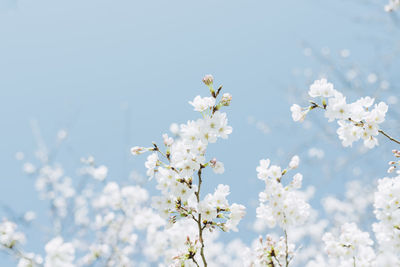 Low angle view of white flowers growing against blue sky