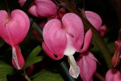 Close-up of pink flowers