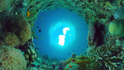 View of jellyfish swimming underwater