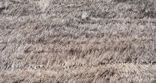 Full frame shot of wheat