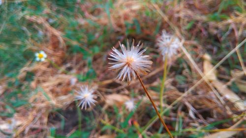 Close-up of flowers blooming outdoors