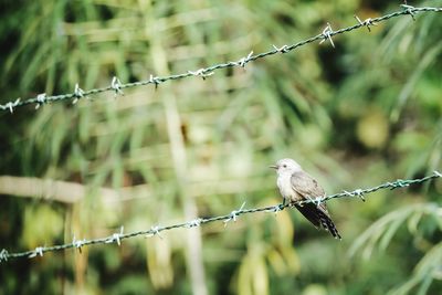 Close-up of bird perching on barbed wire