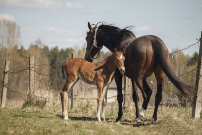 Horses in a field