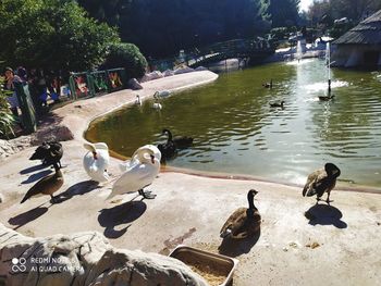 Ducks swimming in lake