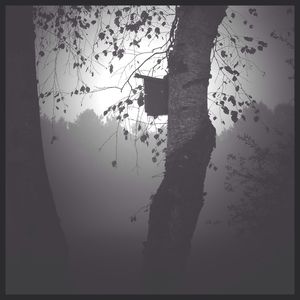 Bare trees against sky