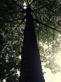 Low angle view of trees in forest