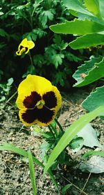 Close-up of sunflower plant