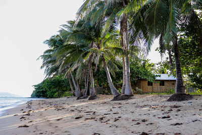 Palm trees on beach against clear sky