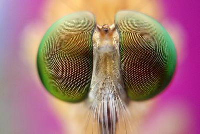 Close-up portrait of insect