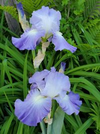 Close-up of purple iris flower