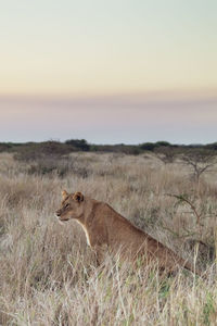 View of cat on field against sky