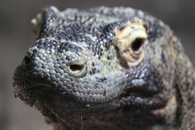 Close-up of a turtle