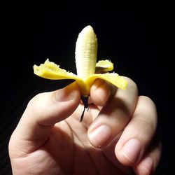 Close-up of hand holding fruit against black background