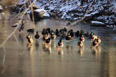 Birds in water