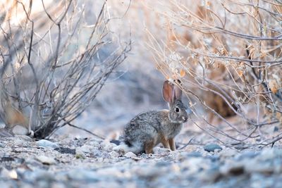 Rabbits standing on field by dead plants