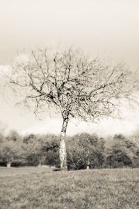 Bare trees on field in foggy weather