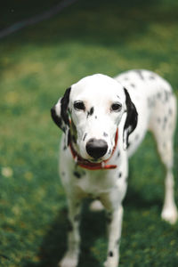 Portrait of a dog