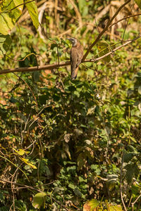 Bird perching on a tree