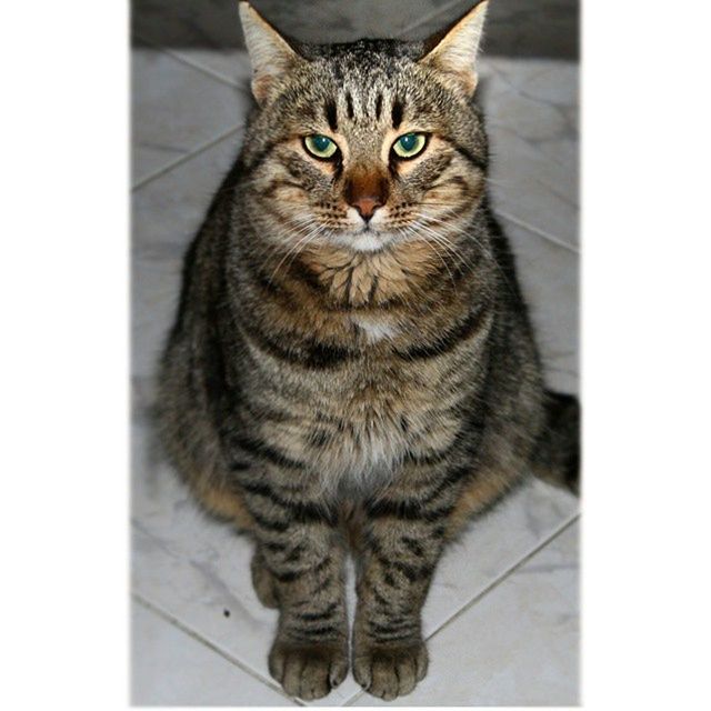 domestic cat, cat, feline, one animal, pets, animal themes, domestic animals, mammal, whisker, portrait, indoors, looking at camera, staring, sitting, transfer print, alertness, auto post production filter, close-up, front view