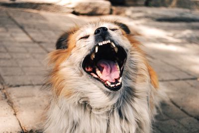 Tired dog yawning on footpath