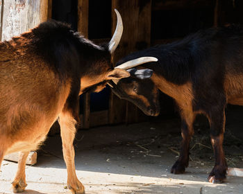 Two goats play fighting and doing goat things near a barn