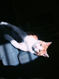 High angle view of cat sleeping on bed