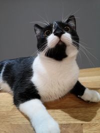 Close-up portrait of a cat