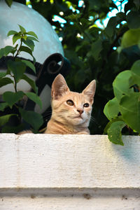 Close-up of cat