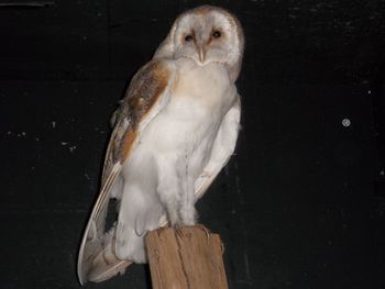 Portrait of owl perching on wooden post