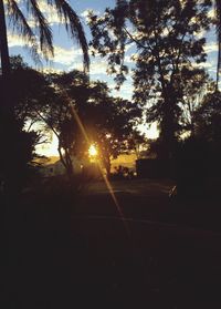 Silhouette of trees at sunset