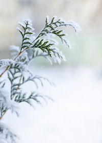 Cypress branch in the snow. copy space for text. greeting card. christmas.