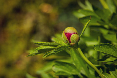 Close-up of fruit on plant