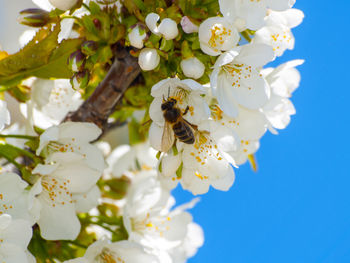 Close-up of bee on white flowers