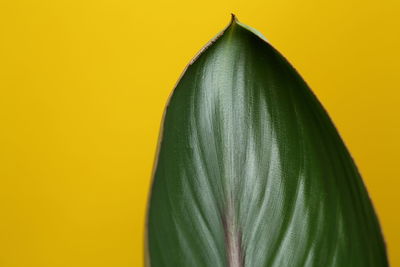 Close-up of leaf against yellow background