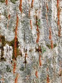 Full frame shot of tree trunk