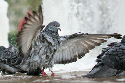 Close-up of birds in the winter