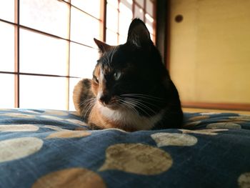 Close-up of black cat sitting at home