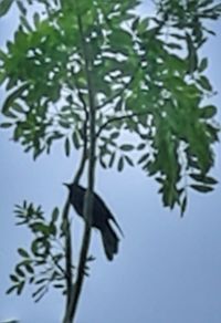 Low angle view of bird on branch against sky