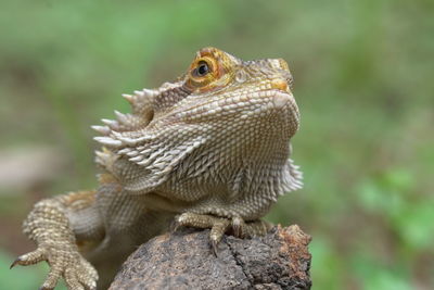 Close-up of a lizard